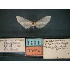 /filer/webapps/moths/media/images/S/stratifica_Pyralidoxa_HT_RMCA_01.jpg