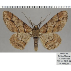 /filer/webapps/moths/media/images/B/betularia_Cleora_AM_ZSM_01.jpg