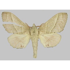 /filer/webapps/moths/media/images/P/pallida_Bombycopsis_AF_ZSM.jpg