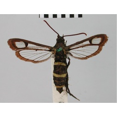 /filer/webapps/moths/media/images/A/aericincta_Synanthedon_HT_BMNH.jpg