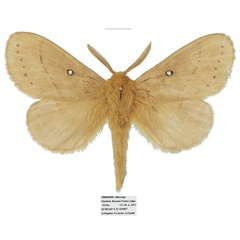 /filer/webapps/moths/media/images/R/rufescens_Philotherma_AM_Basquin_02_PICqQdt.jpg
