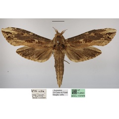 /filer/webapps/moths/media/images/E/elephas_Strigocossus_A_MGCLa.JPG