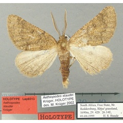 /filer/webapps/moths/media/images/S/staudei_Aethiopodes_HT_TMSA.jpg