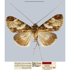 /filer/webapps/moths/media/images/A/apicibrunnea_Gigantoceras_HT_MNHN.jpg