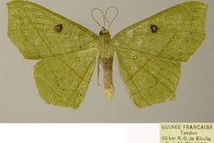 Traminda neptunaria