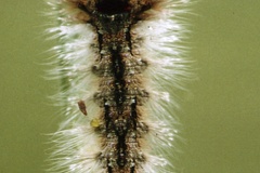 Cropera testacea