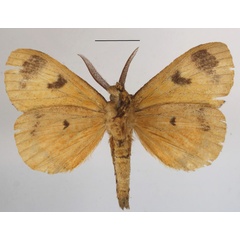 /filer/webapps/moths/media/images/B/bacchans_Dasychira_AM_MGCLb_01.JPG