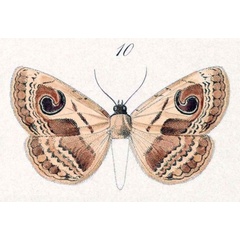 /filer/webapps/moths/media/images/P/pyrula_Spirama_ST_Hopffer_28_10.jpg