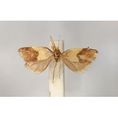 /filer/webapps/moths/media/images/P/pylora_Epichoristodes_PLT_RMCA_01.jpg