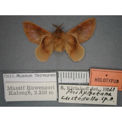 /filer/webapps/moths/media/images/C/custodella_Pachymetana_HT_RMCA_02.jpg