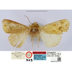 /filer/webapps/moths/media/images/A/auriferoides_Nyodes_HT_BMNH.jpg