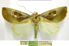 Westermannia roseitincta