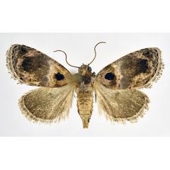 /filer/webapps/moths/media/images/M/melaphora_Acontia_AF_NHMO.jpg