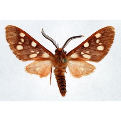/filer/webapps/moths/media/images/O/obscurus_Pseudothyretes_PTM_ZSM.jpg