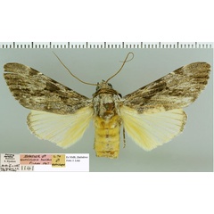 /filer/webapps/moths/media/images/L/lucidus_Archaeopilocornus_HT_NMB.jpg