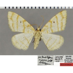 /filer/webapps/moths/media/images/N/nyassa_Heterostegane_HT_ZSMa.jpg