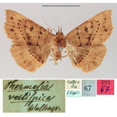 /filer/webapps/moths/media/images/V/vestispica_Thermesia_HT_SNHM.jpg