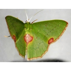 /filer/webapps/moths/media/images/R/rubricorpus_Lophorrhachia_A_Grobler.jpg