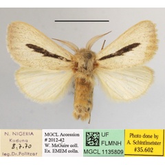 /filer/webapps/moths/media/images/R/rhabdophora_Roppa_A_MGCLa_01.JPG