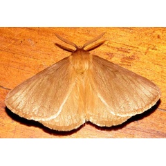 /filer/webapps/moths/media/images/P/patens_Phyllalia_A_Braun_05.jpg