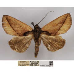 /filer/webapps/moths/media/images/N/nigribasis_Metaleptina_AF_NHMUK.jpg