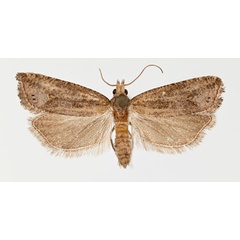 /filer/webapps/moths/media/images/S/siccescens_Thiodia_AM_ZMHB.jpg