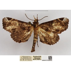 /filer/webapps/moths/media/images/P/promiscua_Eutelia_AM_NHMUK.jpg