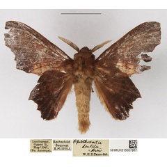 /filer/webapps/moths/media/images/D/dentata_Stenophatna_AM_NHMUK.jpg