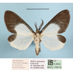 /filer/webapps/moths/media/images/H/hemixantha_Nyctemera_AM_MGCLa_01.JPG