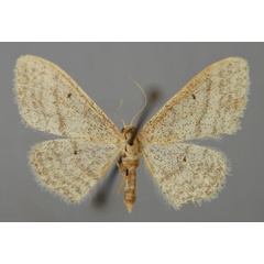 /filer/webapps/moths/media/images/P/paraplesia_Idaea_A_ZSM_01.jpg