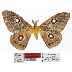 /filer/webapps/moths/media/images/N/neoparilis_Bunaeopsis_PTM_Basquina.jpg