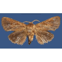 /filer/webapps/moths/media/images/M/mkuwadziensis_Kayamuhakaia_HT_NMK.jpg
