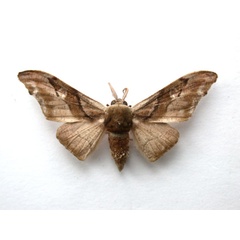 /filer/webapps/moths/media/images/F/fasciata_Gongropteryx_A_Revell_01.jpg
