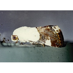 /filer/webapps/moths/media/images/A/annemaria_Acontia_M_Roland_01.jpg