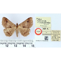 /filer/webapps/moths/media/images/M/mutuarides_Mocis_HT_BMNH.jpg