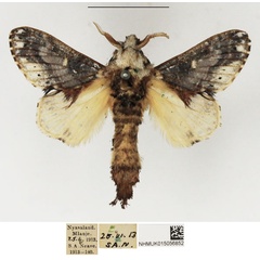 /filer/webapps/moths/media/images/D/dollmani_Odontocheilopteryx_AM_NHMUK.jpg