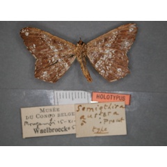 /filer/webapps/moths/media/images/A/austera_Chiasmia_HT_RMCA_02.jpg