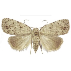 /filer/webapps/moths/media/images/X/xantholeuca_Ezishnola_AF_ANHRT_02.jpg