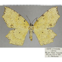 /filer/webapps/moths/media/images/P/perplexata_Narthecusa_AF_ZSM.jpg