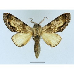 /filer/webapps/moths/media/images/C/corticicolor_Ulinella_AM_Basquin_04.jpg