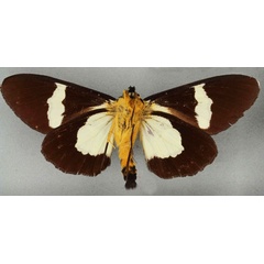 /filer/webapps/moths/media/images/A/agrius_Agarista_HT_BMNHb_F0yYvW5.jpg