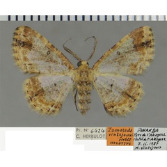 /filer/webapps/moths/media/images/V/vintejouxi_Zamarada_HT_ZSM.jpg