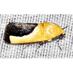 /filer/webapps/moths/media/images/G/guttifera_guttifera_Emmelia_M_Braun_04.jpg
