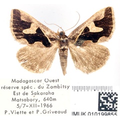 /filer/webapps/moths/media/images/V/viettei_Fodina_AF_BMNH.jpg