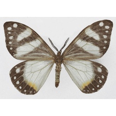 /filer/webapps/moths/media/images/P/planax_Otroeda_AF_Basquinb.jpg