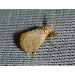 /filer/webapps/moths/media/images/R/rufopallens_Macroplectra_A_Wursten.jpg