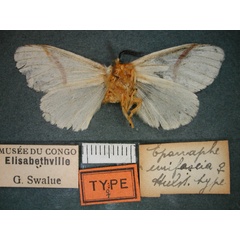 /filer/webapps/moths/media/images/U/unifascia_Epanaphe_HT_RMCA_02.jpg