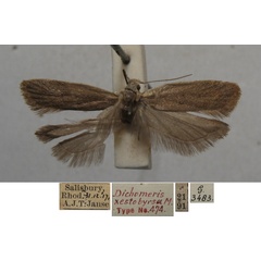 /filer/webapps/moths/media/images/X/xestobyrsa_Dichomeris_MHT_TMSA.jpg