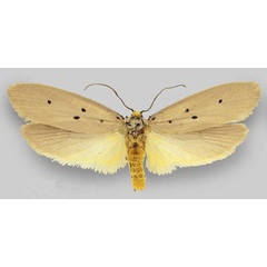 /filer/webapps/moths/media/images/A/aberdaresi_Ethmia_HT_ZMHB.jpg