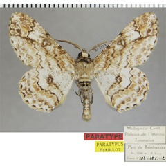 /filer/webapps/moths/media/images/L/legrasi_Neocleora_PTM_ZSMa.jpg